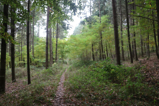 Chemin forestier en direction de Marienbronn