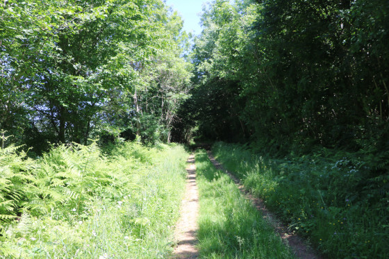 Chemin forestier en lisière du bois de l\'Hermitain