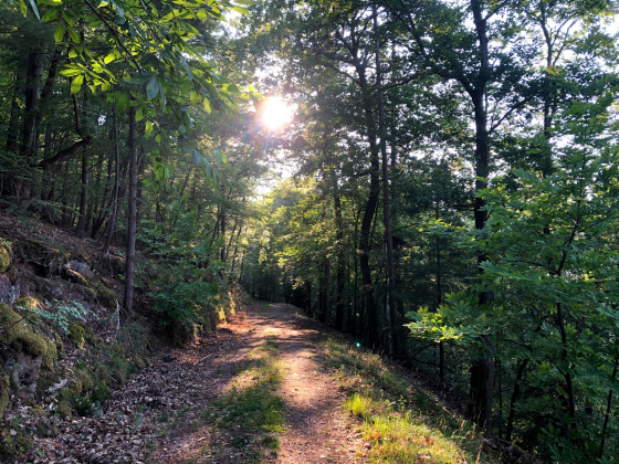 Chemin forestier et soleil couchant