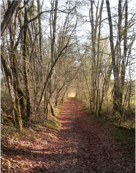Chemin forestier St Cassien