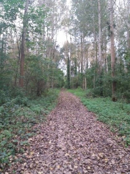 Chemin forestier sur le commune de Mareau-aux-prés
