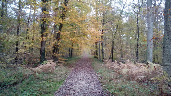 Chemin forestier