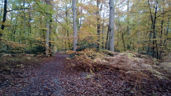 Chemin forestier