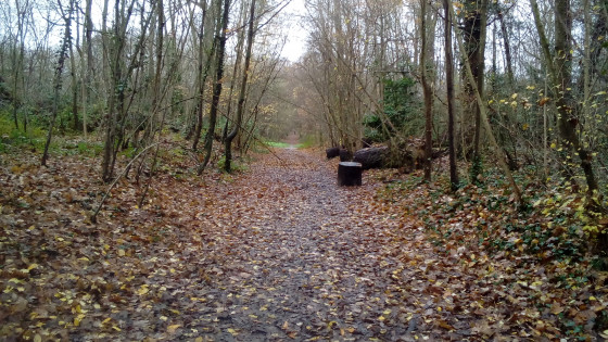 Chemin forestier