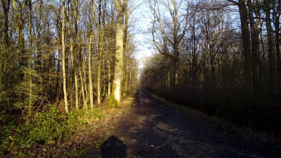 Chemin forestier