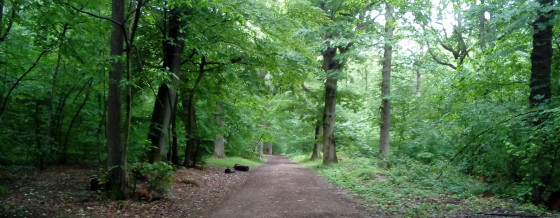 Chemin forestier