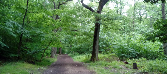 Chemin forestier