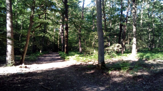 Chemin forestier