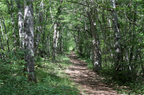 Chemin forestier