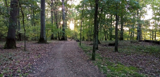 Chemin forestier