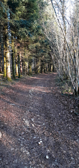 Chemin forestier