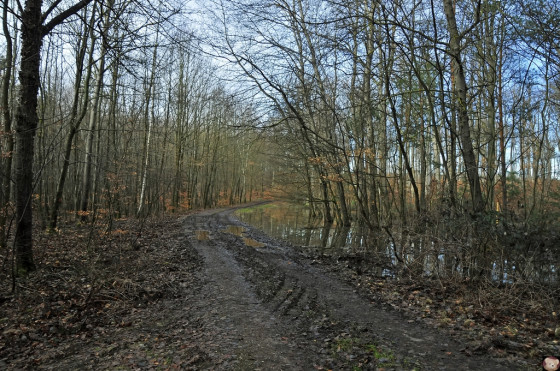Chemin forestier...