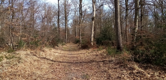 Chemin forestier