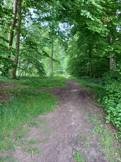 Chemin forestier