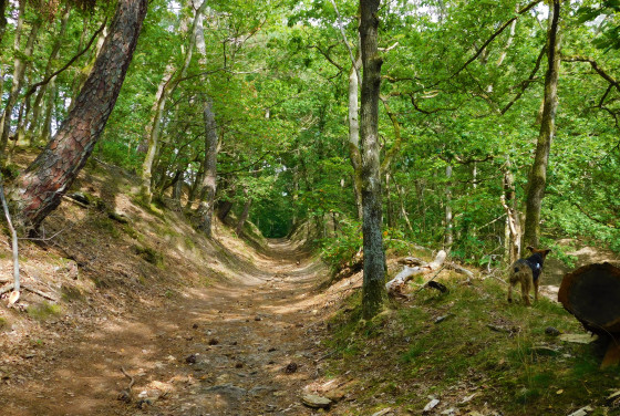 Chemin forestier