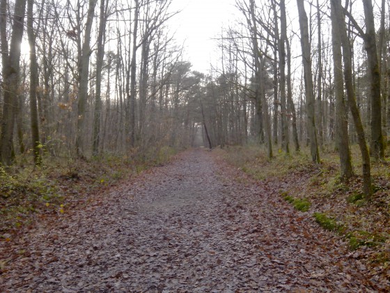 Chemin forestier