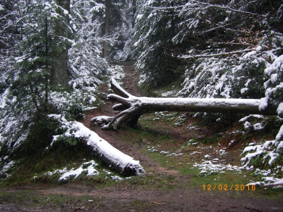 chemin forestier