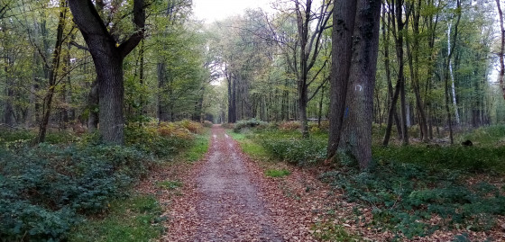 Chemin forestier