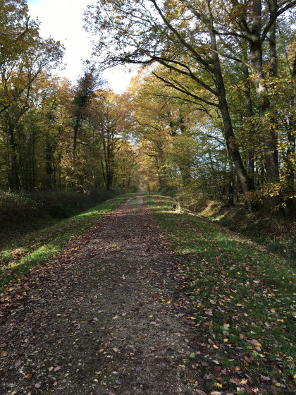 Chemin forestier