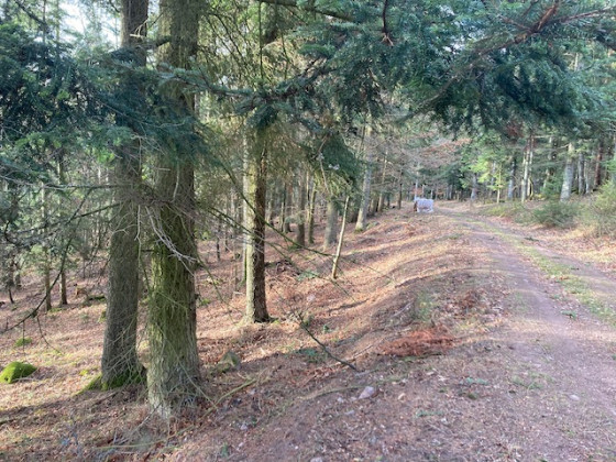 Chemin forestier
