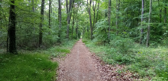 Chemin forestier