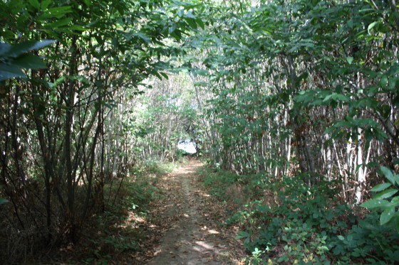 Chemin forestier