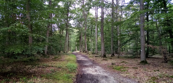 Chemin forestier