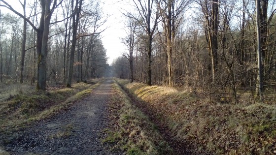 Chemin forestier
