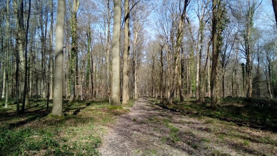 Chemin forestier