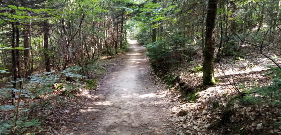 Chemin forestier