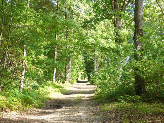 Chemin forestier