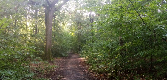 Chemin forestier