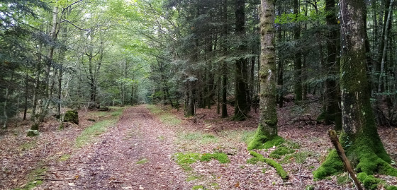 Chemin forestier