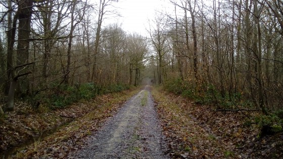 Chemin forestier