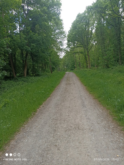 Chemin forestier