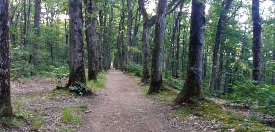 Chemin forestier