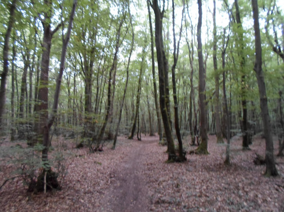Chemin forestier