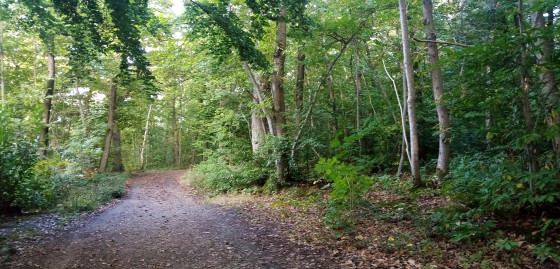 Chemin forestier