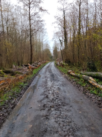 chemin forestier