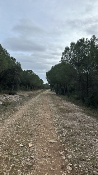Chemin Forestier