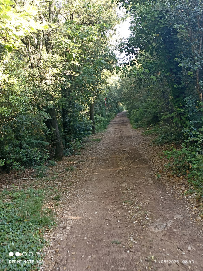 chemin forestier