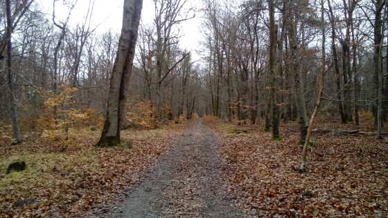 Chemin forestier
