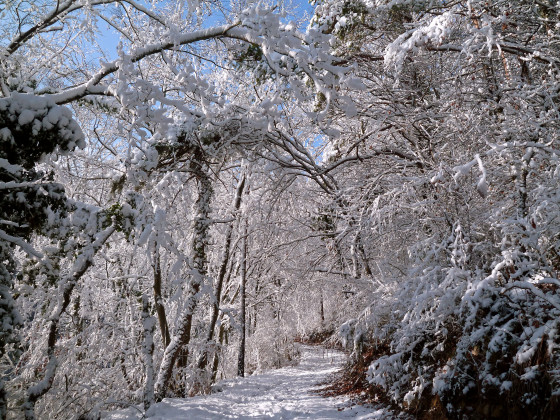 Chemin forestier