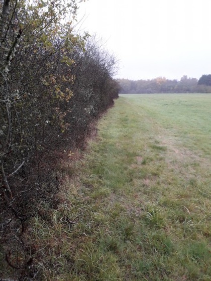 Chemin herbeux longeant une haie