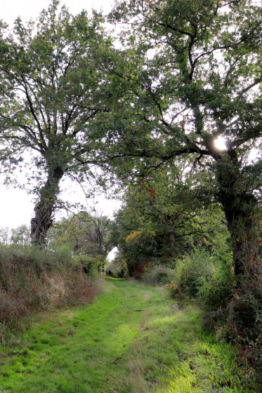 Chemin herbeux près de Bouesse