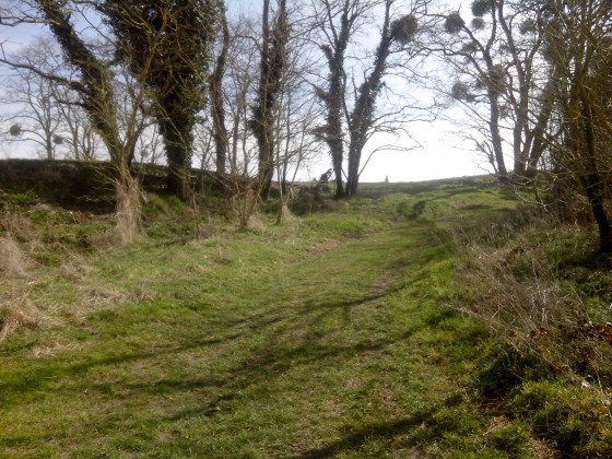 Chemin herbeux