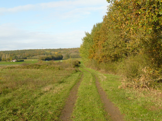 Chemin herbeux
