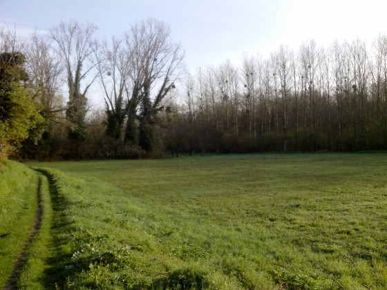 Chemin herbeux