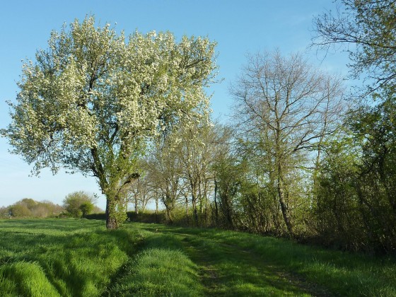 Chemin herbeux