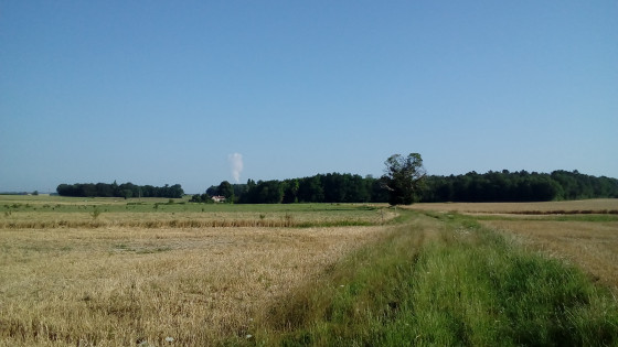 Chemin herbeux